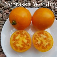 Nebraska Wedding